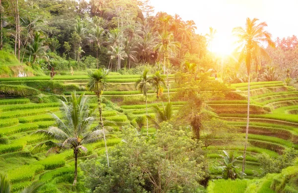 stock image Lush rice fields on Bali island, Indonesia