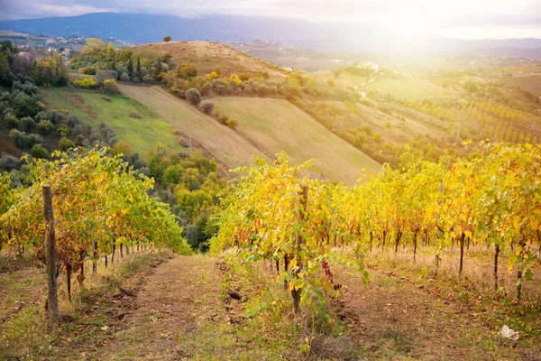Kleurrijke Wijngaard Herfst Landbouw Landbouw — Stockfoto