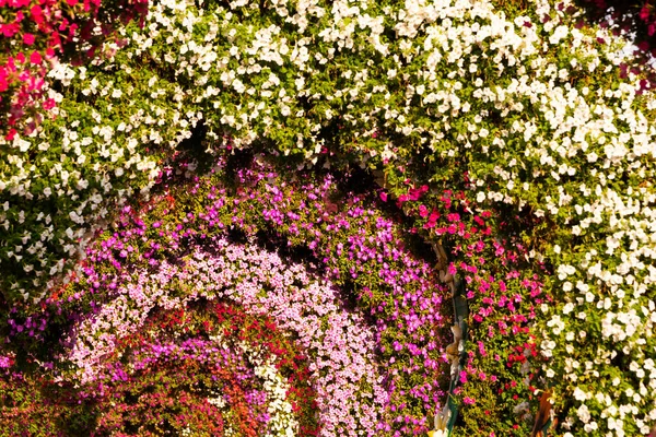 Wiele Pięknie Urządzone Kwiaty Ogrodzie Dekoracji Kwiatów Zewnątrz — Zdjęcie stockowe