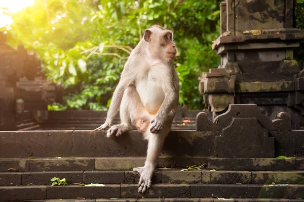 Mono Salvaje Sentado Viejo Templo Hindú Selva Tropical Bali Indonesia Imagen de stock
