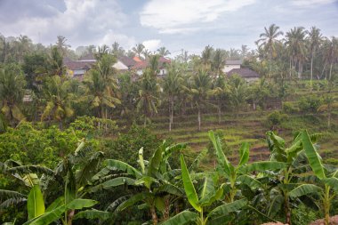 Endonezya 'nın Bali adasındaki palmiye ağaçları üzerine yoğun tropikal yağmur yağdı