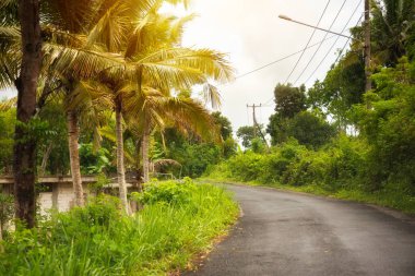 Endonezya 'da Bali' de dost ağaçlarla dolu köy yolu