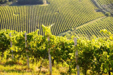 Yazın güneşli tepede üzüm bağları olan kırsal bölge.