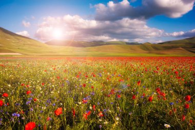 Yaz çayırlarında yabani çiçekler ve güzel bir gökyüzü.