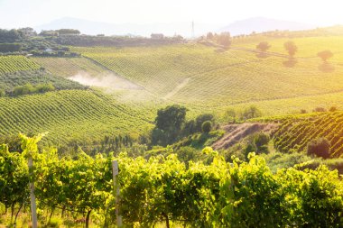 Yazın güneşli tepede üzüm bağları olan kırsal bölge.