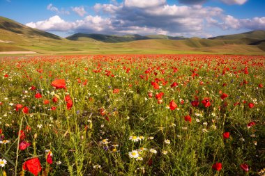 Yaz çayırlarında yabani çiçekler ve güzel bir gökyüzü.