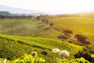 Yazın güneşli tepede üzüm bağları olan kırsal bölge.