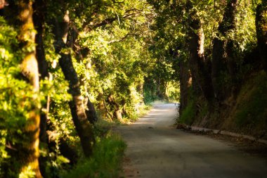 Ağaçların arasında bir tünelde yol, güzel bir orman.