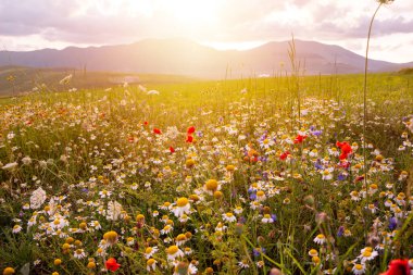Papatyalar ve diğer kır çiçekleri yaz çayırlarında gün batımında