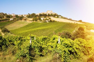 Yazın güneşli tepede üzüm bağları olan kırsal bölge.