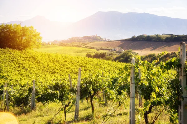 Countryside Landscape Vineyard Hill Lit Sun Summer Royalty Free Stock Images