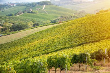 Tepedeki üzüm bağı ve şaraphane