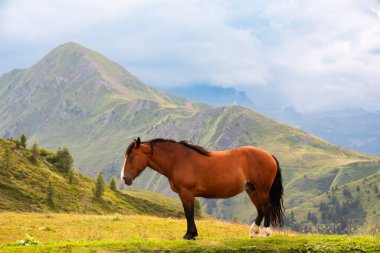 Yazın yeşil bir dağda kahverengi at