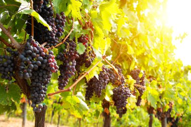 Güneşli üzüm bağında yetişen olgun üzümler.