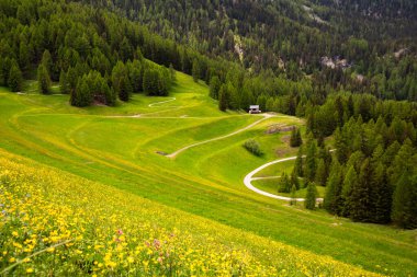 Ormanın yanındaki yeşil çayır, İsviçre yolu.