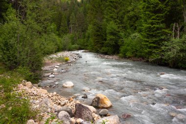 Yeşil Ormandaki Dağ Nehri