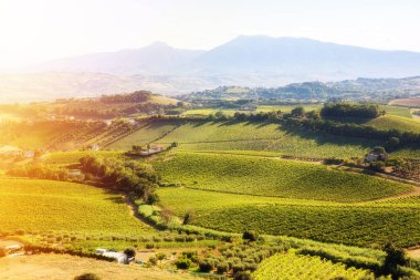 Tepedeki üzüm bağı ve şaraphane