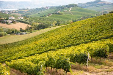 Tepedeki üzüm bağı ve şaraphane