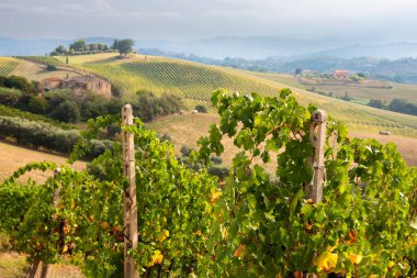 Tepedeki üzüm bağı ve şaraphane