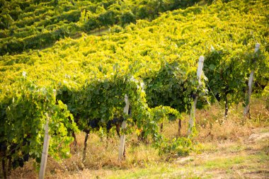 Tepedeki üzüm bağı ve şaraphane