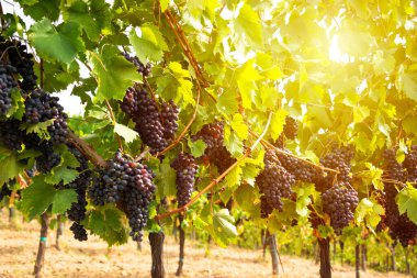 Güneşli üzüm bağında yetişen olgun üzümler.