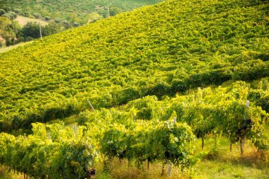 Tepedeki üzüm bağı ve şaraphane