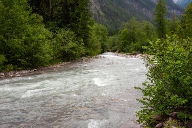 Yeşil Ormandaki Dağ Nehri