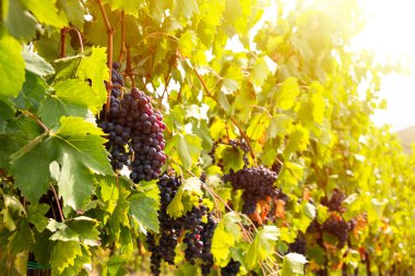 Güneşli üzüm bağında yetişen olgun üzümler.
