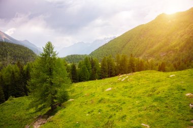 Yaz mevsiminde Dağ vadisinde yeşil çayır
