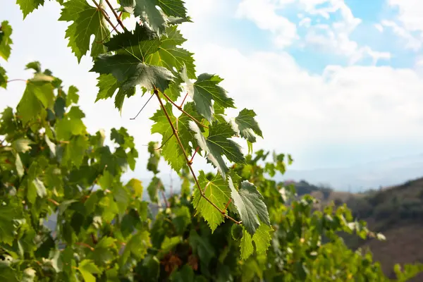 Vine Branches Leaves Sunny Vineyard — Stock Photo, Image