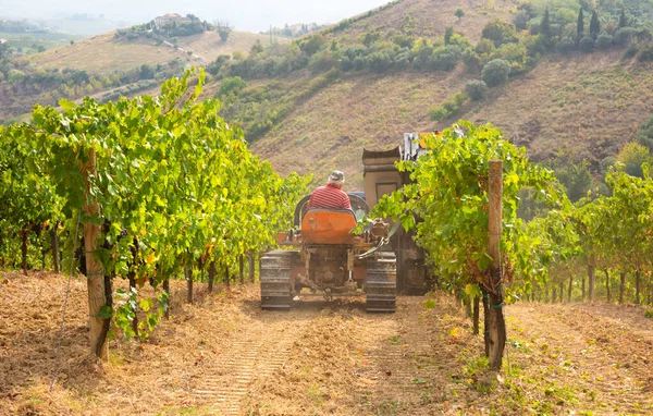 Harvesting Grapes Vineyard Tractor Royalty Free Stock Photos