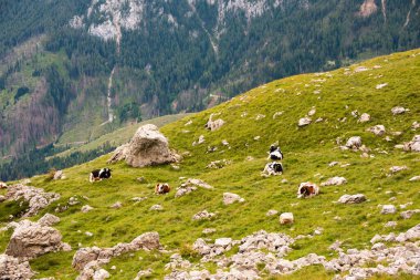 Yazın yeşil çayırlarda inekler