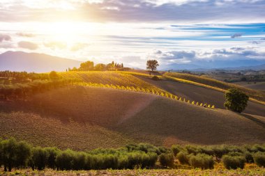 Tepede üzüm bağı olan tarım arazisi. Kırsal alan