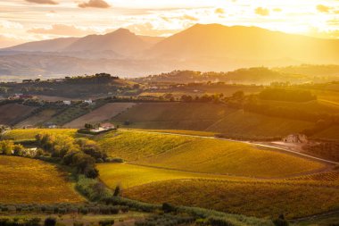 Sonbaharda üzüm bağıyla kırsalda gün batımı