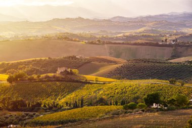 Sonbaharda üzüm bağıyla kırsalda gün batımı