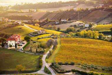 Tarım arazileri ve üzüm bağları arasında kırsal yol