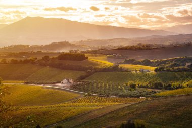 Sonbaharda üzüm bağıyla kırsalda gün batımı