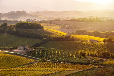 Sonbaharda üzüm bağıyla kırsalda gün batımı