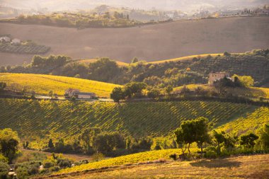 Sonbaharda üzüm bağıyla kırsalda gün batımı