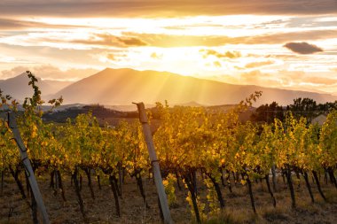 Sonbaharda üzüm bağıyla kırsalda gün batımı