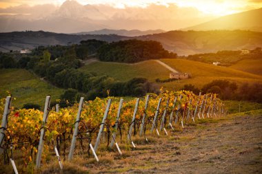 Sonbaharda üzüm bağıyla kırsalda gün batımı