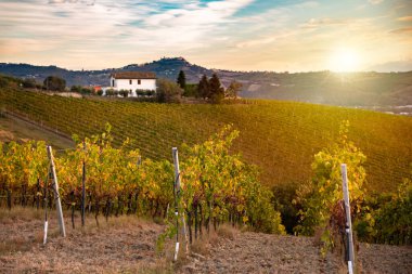 Sonbaharda üzüm bağıyla kırsalda gün batımı