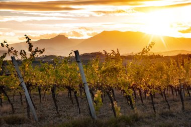 Sonbaharda üzüm bağıyla kırsalda gün batımı