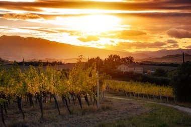 Sonbaharda üzüm bağıyla kırsalda gün batımı