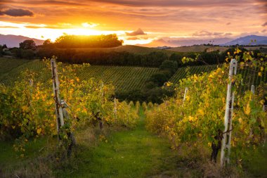 Sonbaharda Toskana 'daki üzüm bağında gün batımı