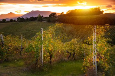 Sonbaharda Toskana 'daki üzüm bağında gün batımı