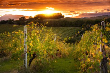 Sonbaharda Toskana 'daki üzüm bağında gün batımı