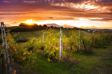Sonbaharda Toskana 'daki üzüm bağında gün batımı