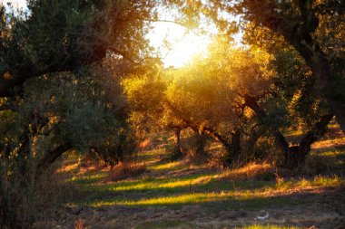 Güneş tarafından aydınlatılan zeytin dalları