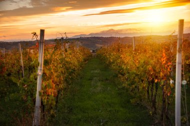 Sonbaharda üzüm bağıyla kırsalda gün batımı
